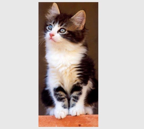 XXL-Postkarte Kitten
