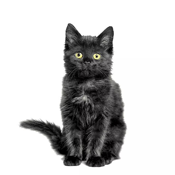Bio Servietten Black Cat