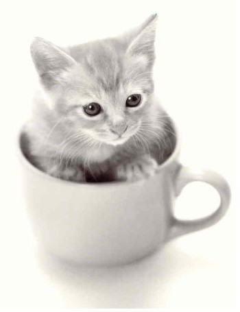 Postkarte s/w Kitten im Kaffeebecher