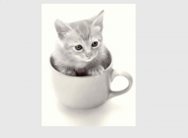 Postkarte s/w Kitten im Kaffeebecher