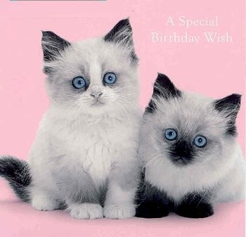 Klappkarte Special Birthday Wishes