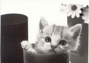 Postkarte s/w Kitten in Cup